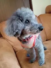 chip