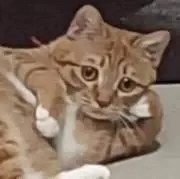 ネッコ