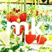 mkの画像