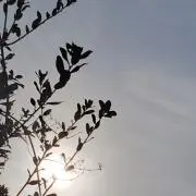 nalの画像