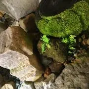 AR