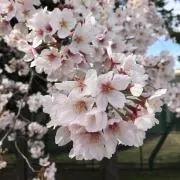 かずぽんの画像