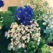 ベイクドチーズケーキの画像