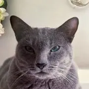 ジンの画像