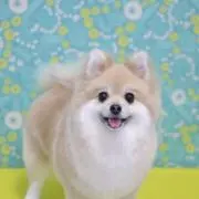 ＊peco＊