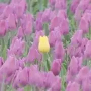 チューリップ