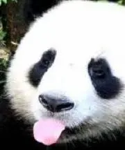 panda