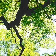 ひなの画像
