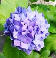 Hydrangeaの画像
