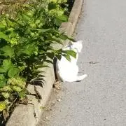 よんの画像