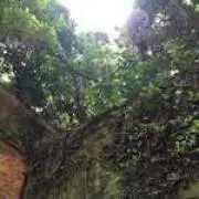 zyangtaiの画像