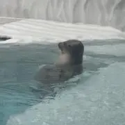 Wyyの画像