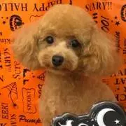 かずりんの画像