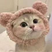 アリスの画像