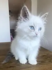 ゆばの画像