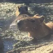 sena12の画像