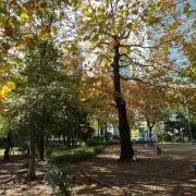 コロロの画像