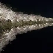 マサ