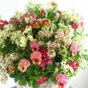 花梨