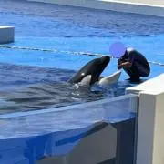 サンスベリアの画像