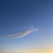 リゾットうさぎの画像