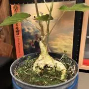 tatsulowの画像