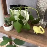 ますの画像