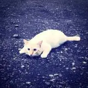 すーの画像