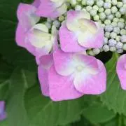さな
