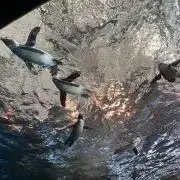 らっく 3/23以降発送の画像