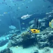 mthmの画像