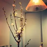 sakuraの画像
