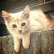ねこのかんづめの画像