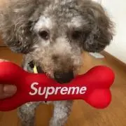 レオンのパパ