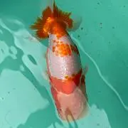 らんらんブー