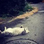 ごはんの画像