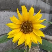 INNK0102
