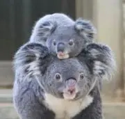 ぽよの画像