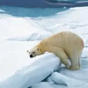 ちょもの画像