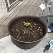 らっこあ
