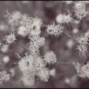 nの画像