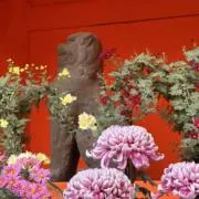 アデルの画像