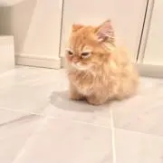 mepoの画像