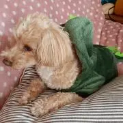happyの画像