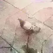 しん。★おまとめ買い以外値下げ不可★の画像