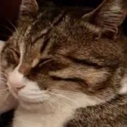 バンブルビーの画像