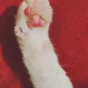 おかゆの画像