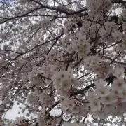 カズの画像