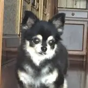 マロ