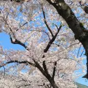 Se-Ryの画像